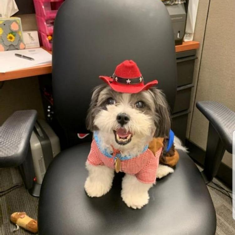 Animal Medical Center New York, NY