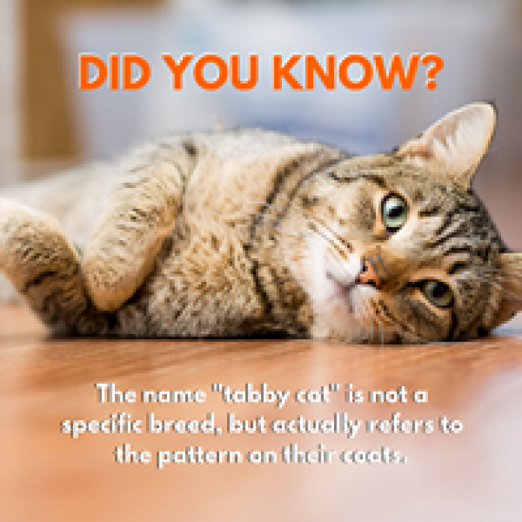 Haskell Valley Veterinary Clinic Olean, NY