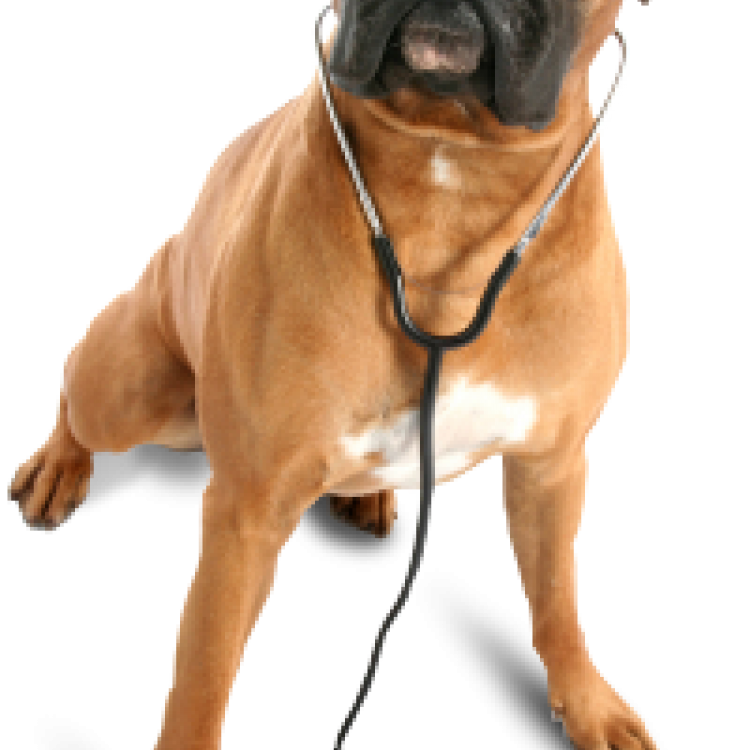 Haskell Valley Veterinary Clinic Olean, NY