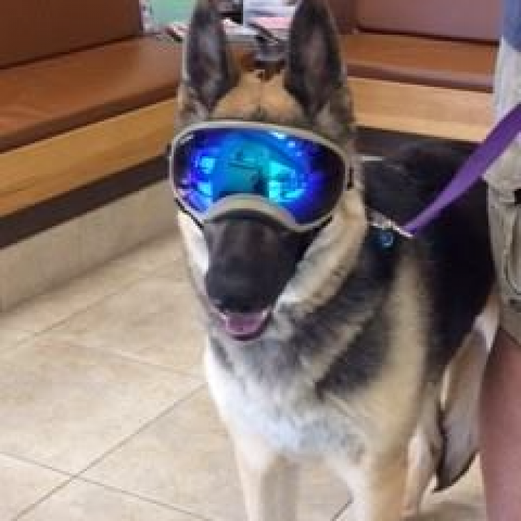 Eye Care For Animals Pasadena, CA