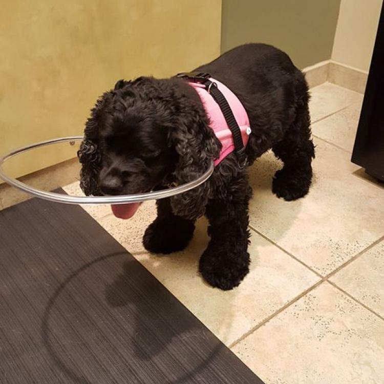 Eye Care For Animals Pasadena, CA