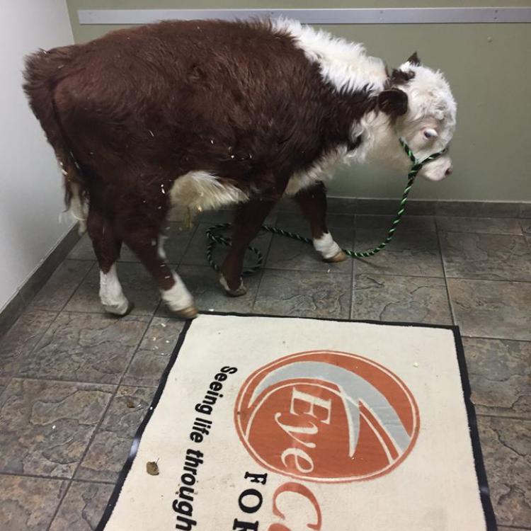 Eye Care For Animals Pasadena, CA