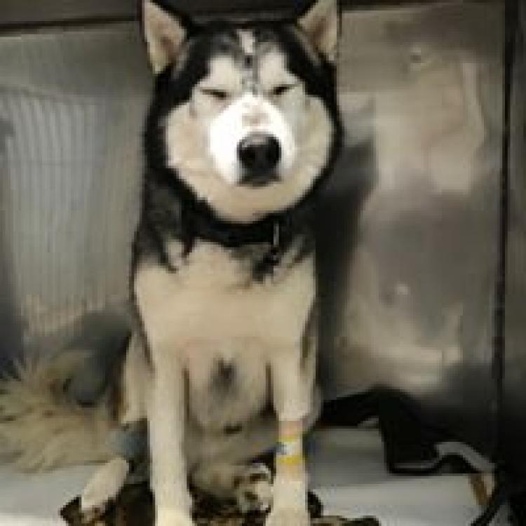 Adobe Animal Hospital Petaluma Ca