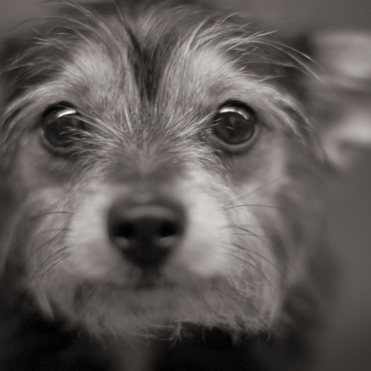 Atlantic St Veterinary Hospital Pet Emergency Center – Roseville, CA