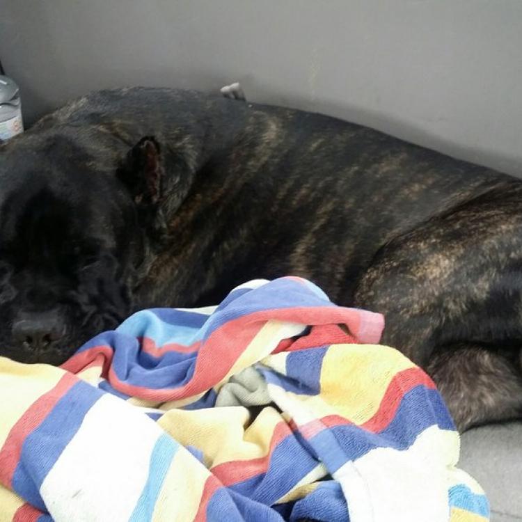 Loma Linda Animal Hospital - San Bernardino, CA