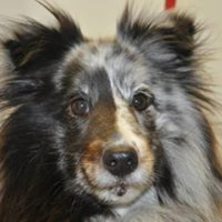 animal dental clinic san carlos