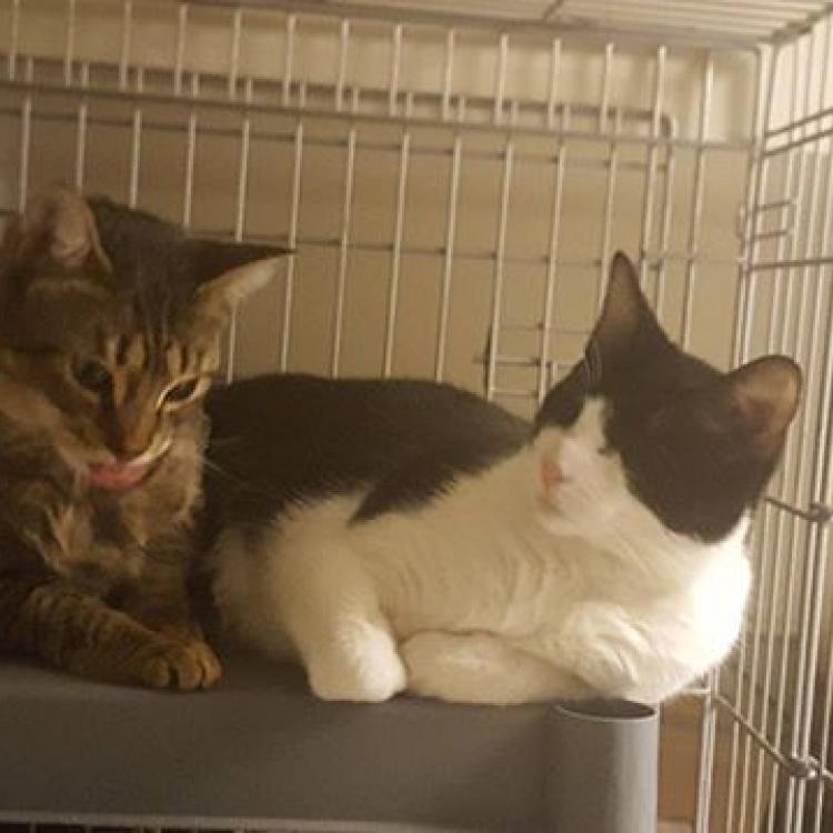 Nob Hill Cat Clinic – San Francisco, CA Nob Hill Cat Clinic – San Francisco, CA