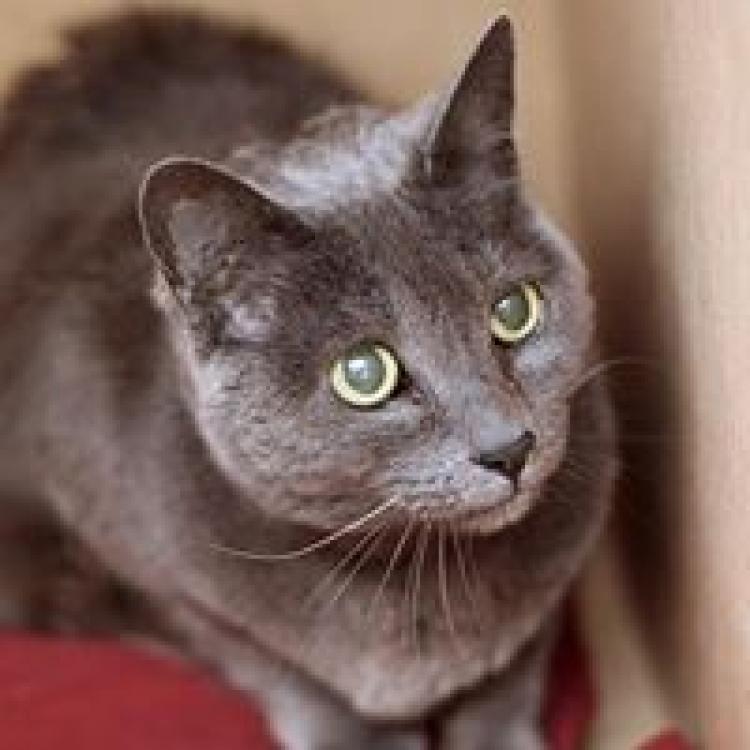 spca pacific heights