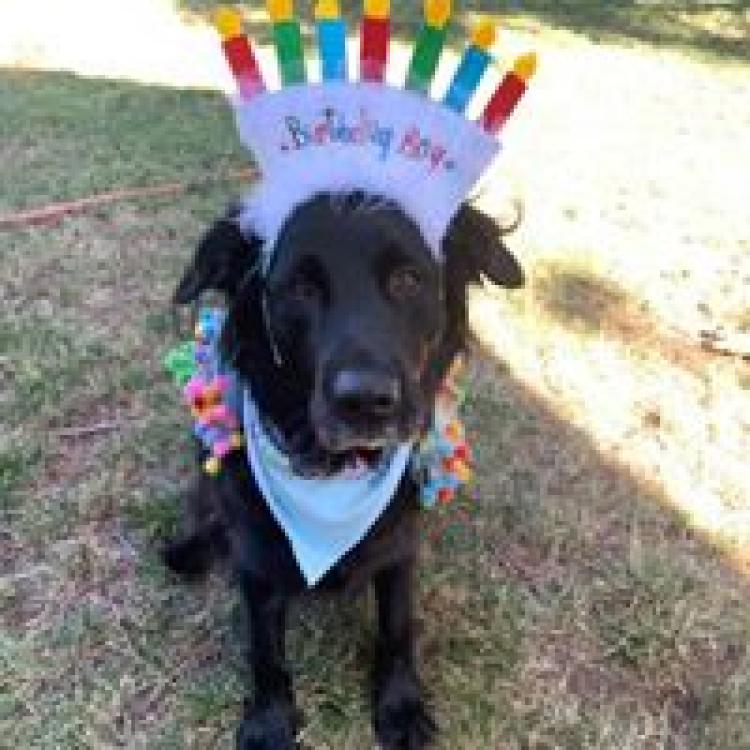 Bollinger Canyon Animal Hospital San Ramon, CA