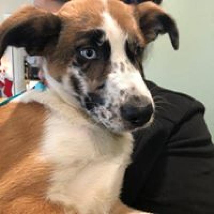 Heritage Veterinary Hospital Santa Rosa, CA