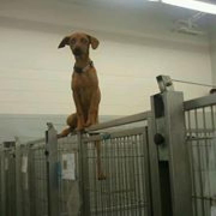 Great Oaks Veterinary Hospital Mobile, AL