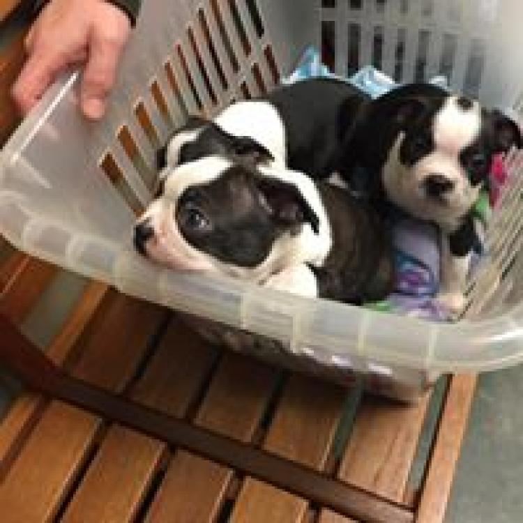 Great Oaks Veterinary Hospital Mobile, AL