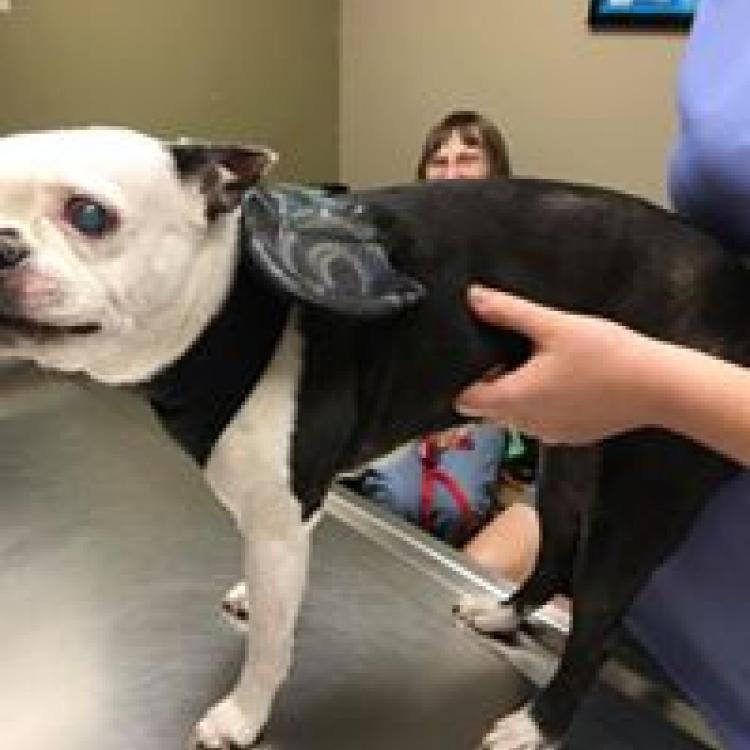 Great Oaks Veterinary Hospital Mobile, AL