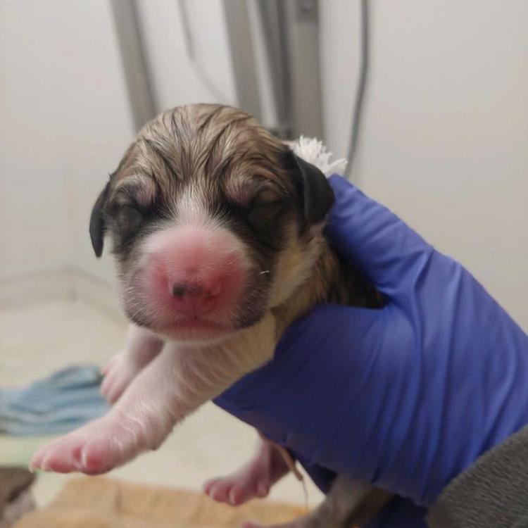 seven hills veterinary