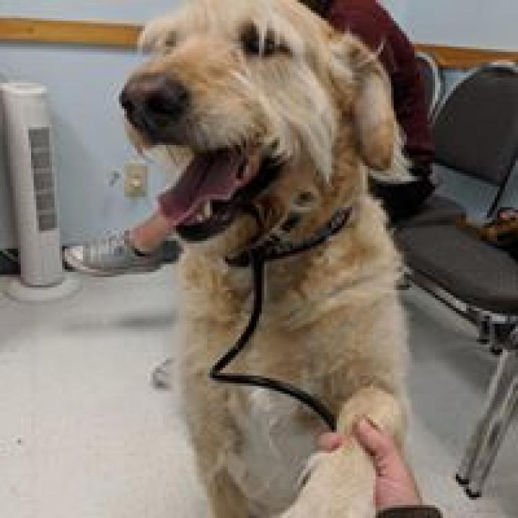 all care animal hospital fountain valley