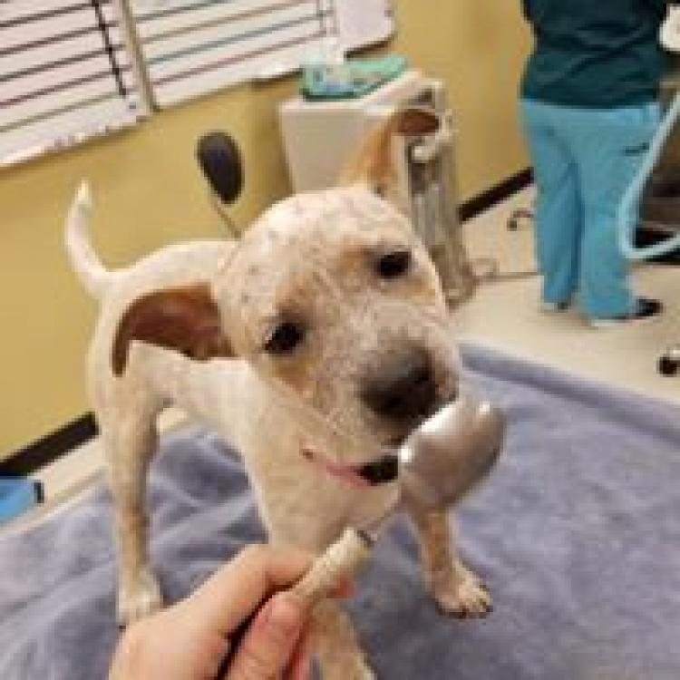 air force academy vet clinic