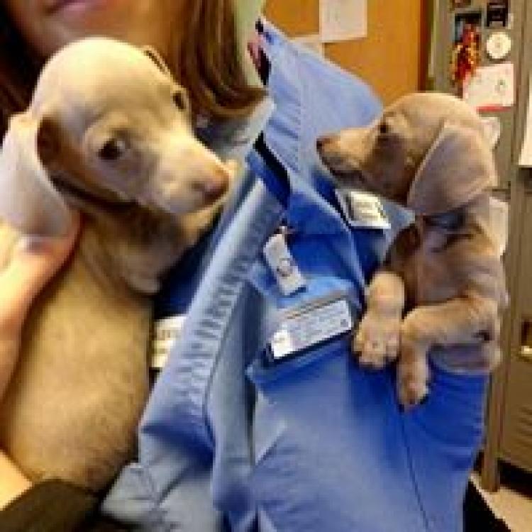 air force academy vet clinic