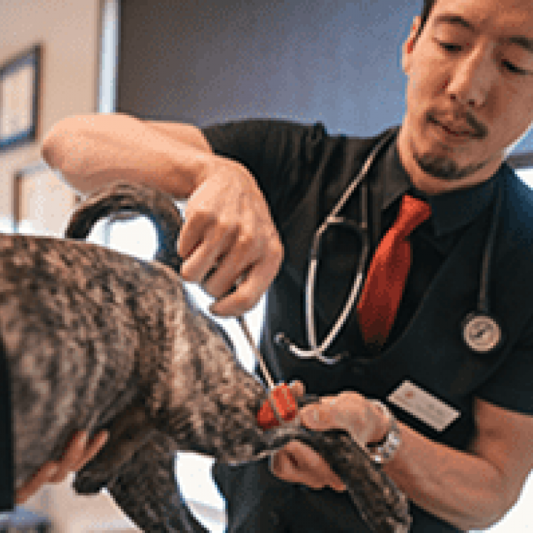 Powers emergency sales vet