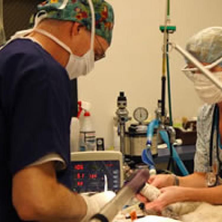 Huron Animal Hospital Denver, CO