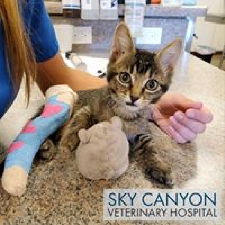 Sky Canyon Veterinary Hospital Grand Junction, CO