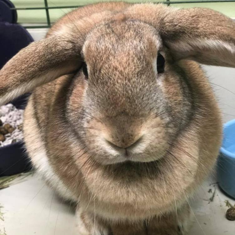 Mt Pleasant Hospital For Animals – Newtown, CT