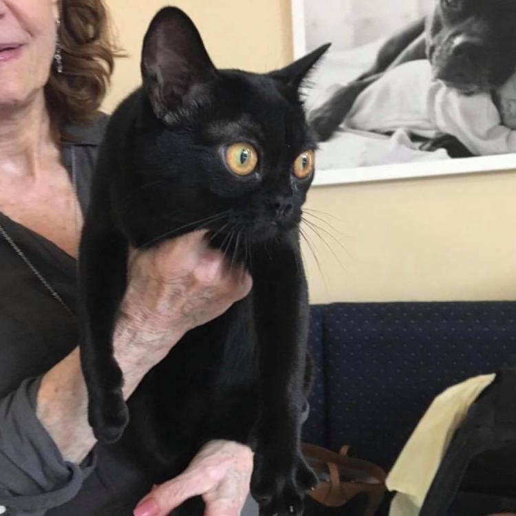 Mt Pleasant Hospital For Animals – Newtown, CT