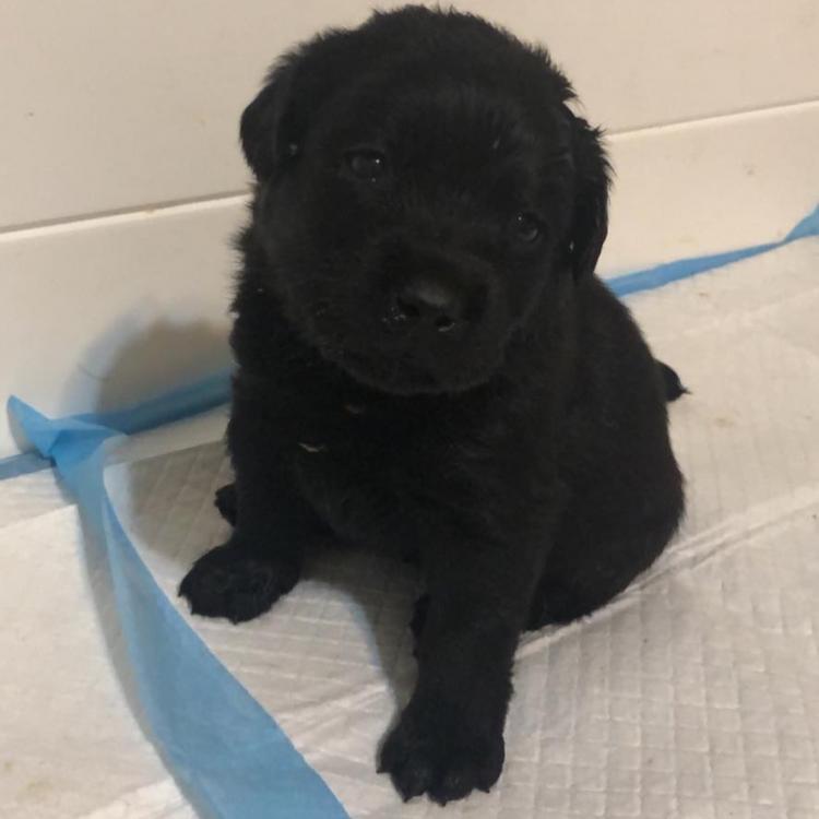 Mt Pleasant Hospital For Animals – Newtown, CT