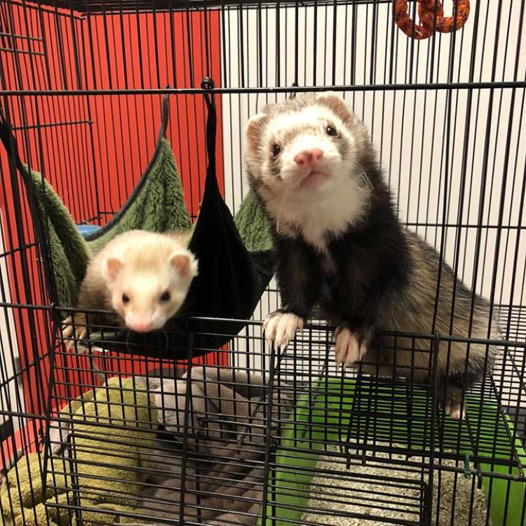 Yalesville Veterinary Hospital Wallingford, CT