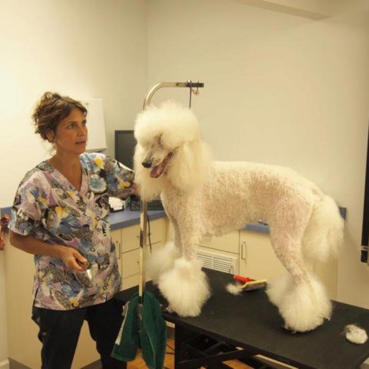 Yalesville Veterinary Hospital Wallingford, CT