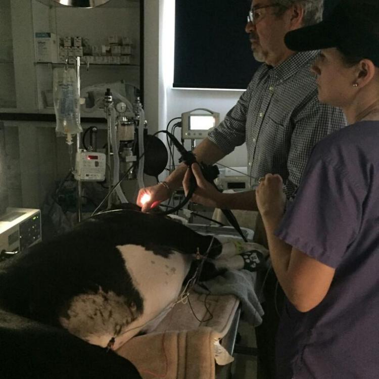 Yalesville Veterinary Hospital Wallingford, CT