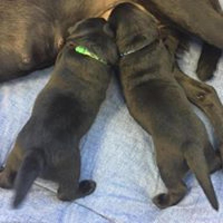 Santa Barbara Animal Hospital Cape Coral, FL