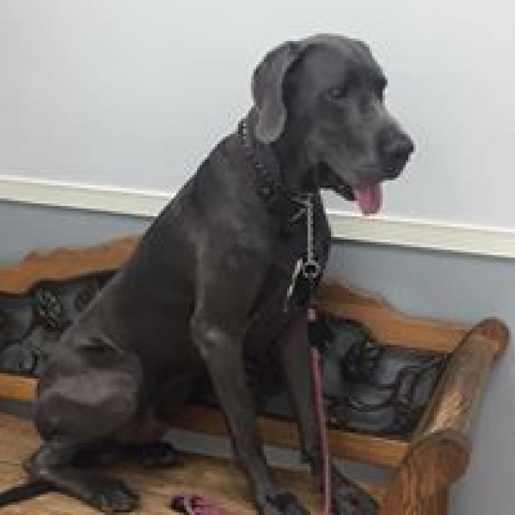 Verandah Pet Hospital Fort Myers Fl