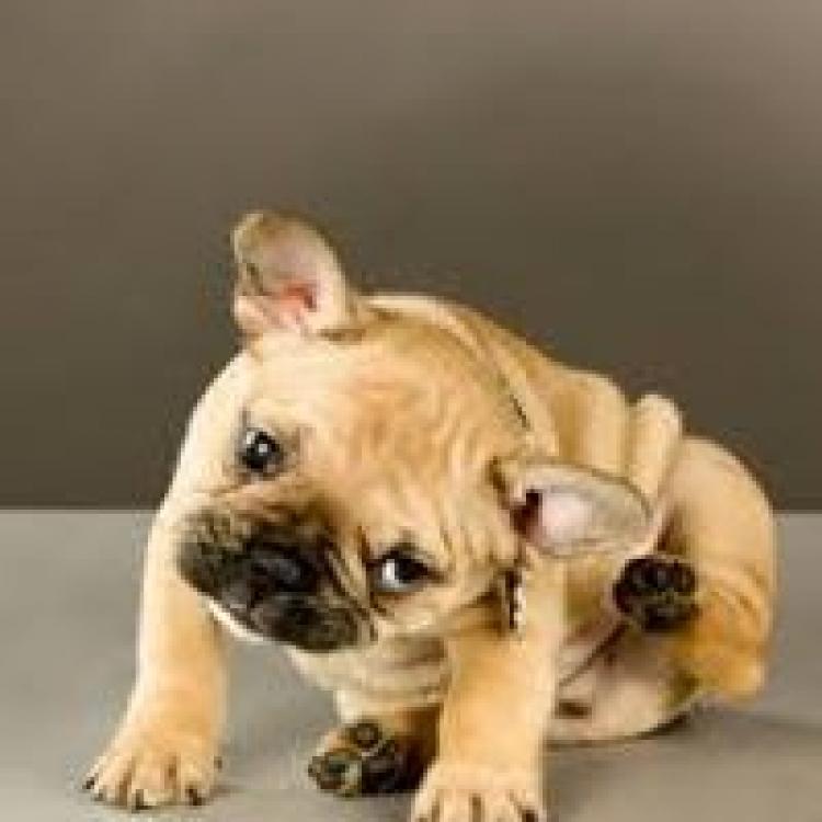 advanced veterinary care of pasco