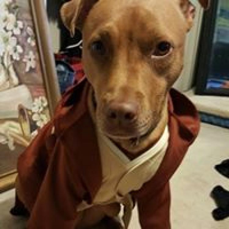 Tampa Bay Veterinary Specialist Emergency Care Largo, FL