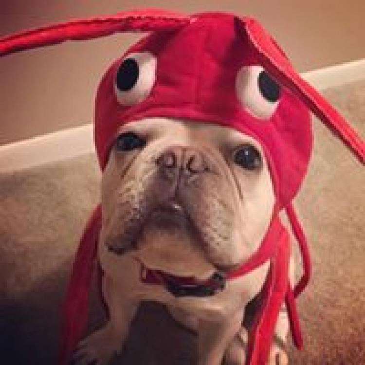 Tampa Bay Veterinary Specialist Emergency Care Largo, FL