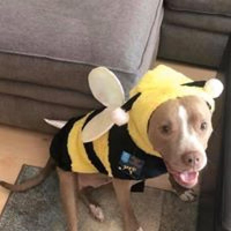 Tampa Bay Veterinary Specialist Emergency Care Largo, FL