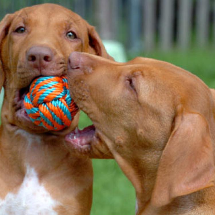 Animal Hospital of Regency Park New Port Richey, FL