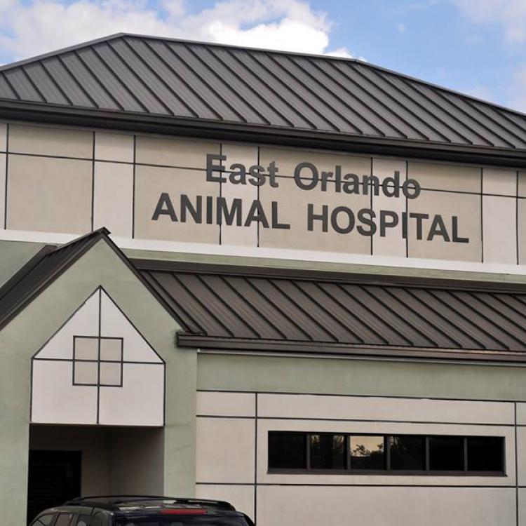 East Orlando Animal Hospital – Orlando, FL