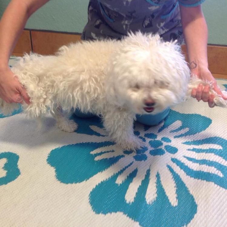 Aloha Pet & Bird Hospital Satellite Beach, FL