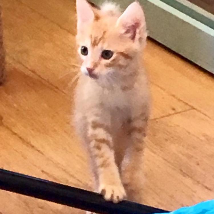 Aloha Pet & Bird Hospital Satellite Beach, FL