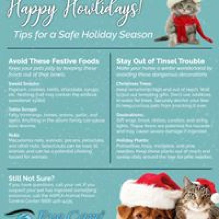 Eye Care For Animals Tampa, FL