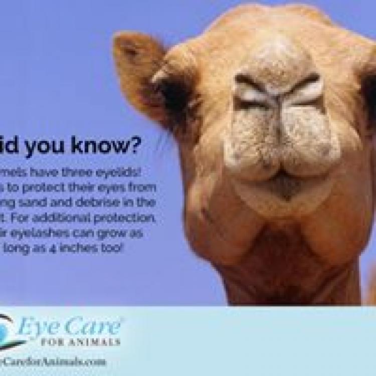 Eye Care For Animals Tampa, FL