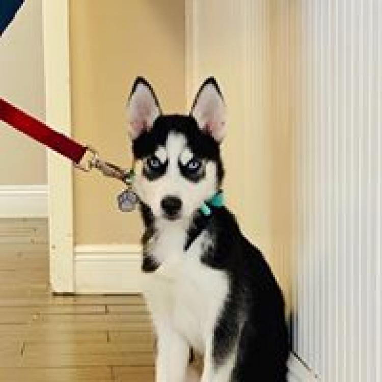 Winter Garden Animal Hospital – Winter Garden, FL Winter Garden Animal Hospital – Winter Garden, FL