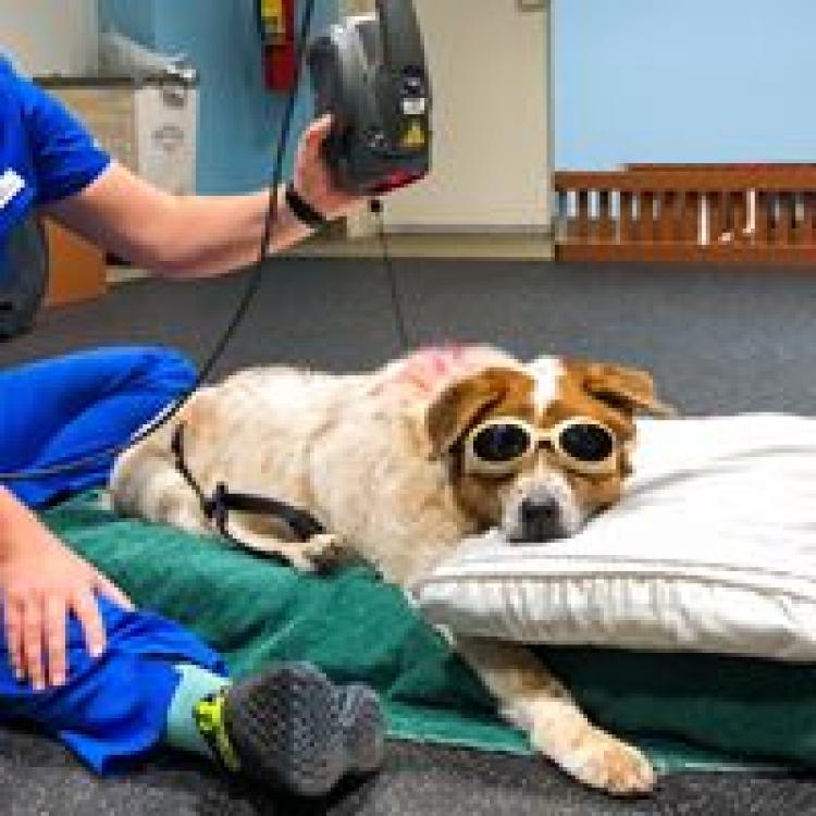 North Veterinary Specialists Buford, GA