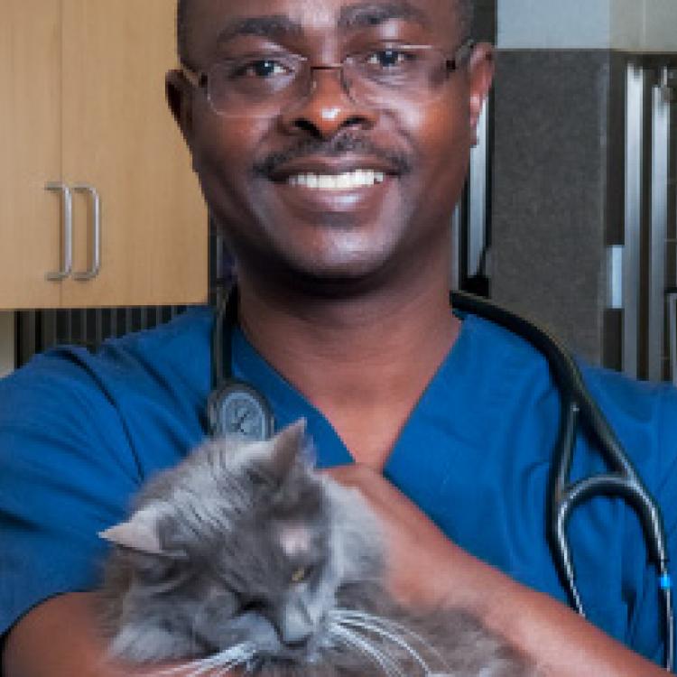 North Veterinary Specialists Buford, GA