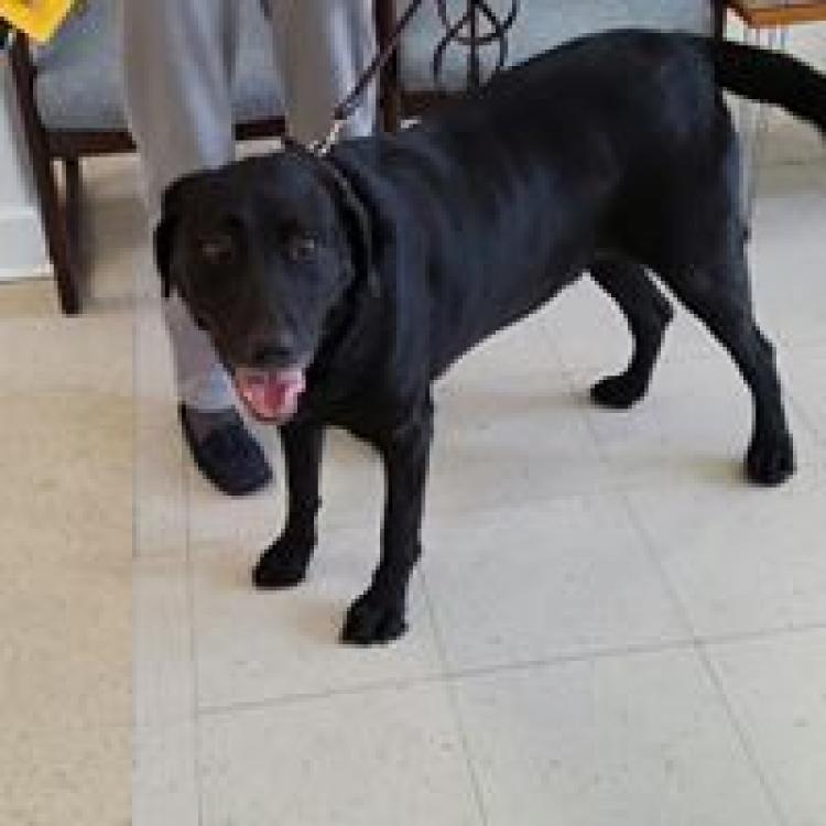 Forsyth Road Animal Clinic Macon Ga