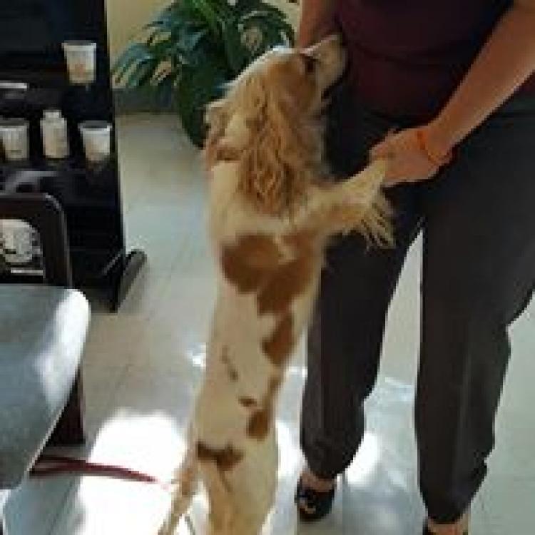 Forsyth Road Animal Clinic Macon Ga