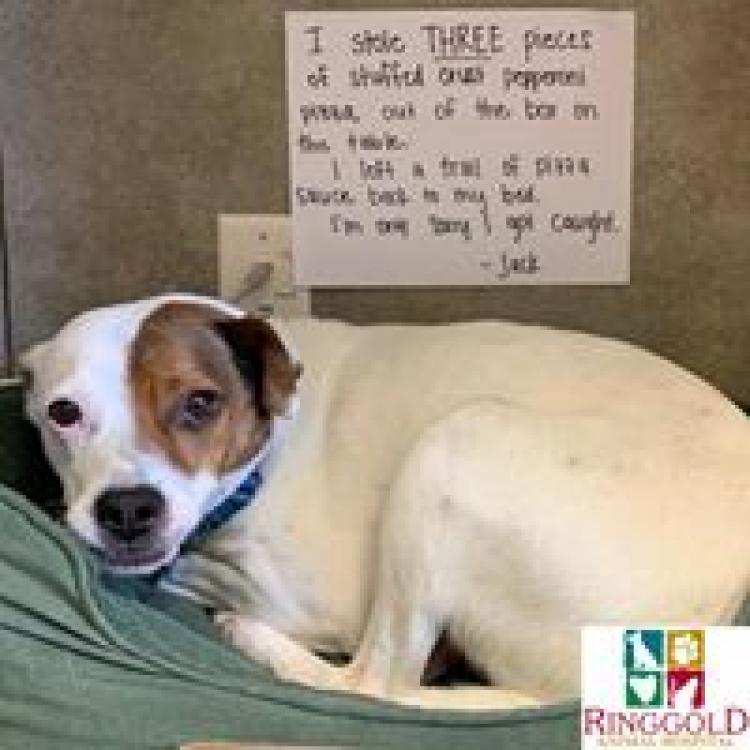 Ringgold Animal Hospital – Ringgold, GA Ringgold Animal Hospital – Ringgold, GA