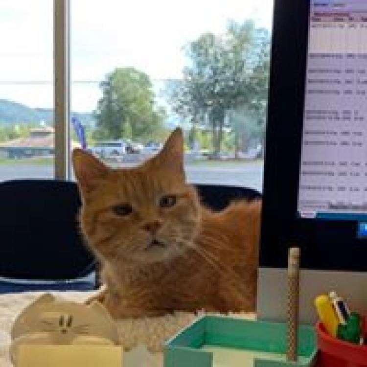 Ringgold Animal Hospital – Ringgold, GA Ringgold Animal Hospital – Ringgold, GA