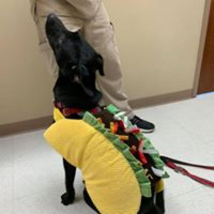 Ringgold Animal Hospital – Ringgold, GA Ringgold Animal Hospital – Ringgold, GA
